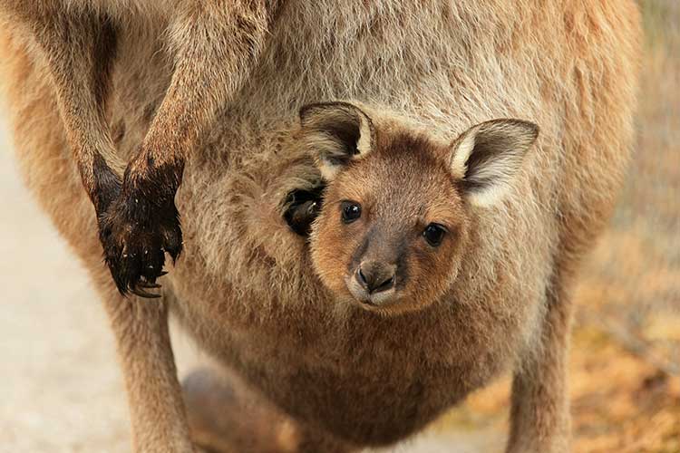 skin-to-skin care kangaroo joey