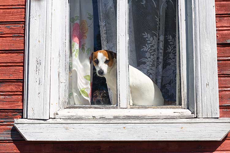 potential safety hazard pet dog looking through window