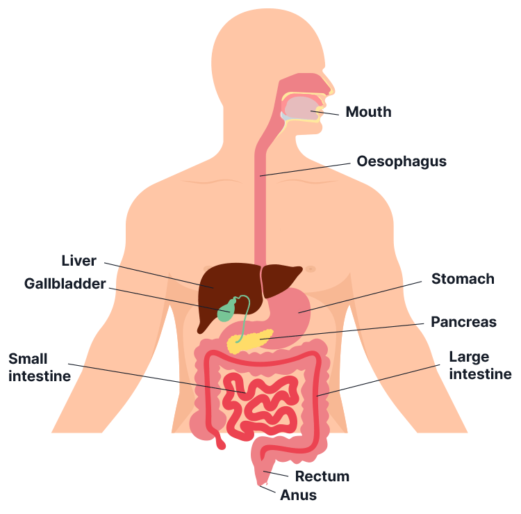 diagram of the digestive system