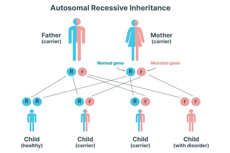 polycystic kidney disease autosomal recessive inheritance pattern