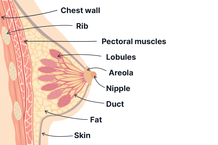 breast cancer breast diagram