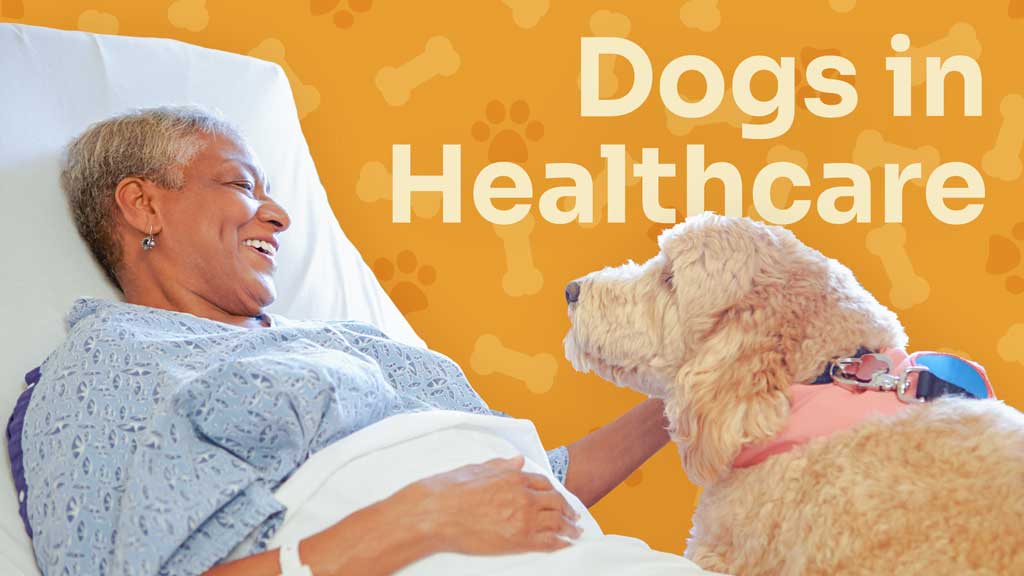 Image for Dogs in Healthcare Settings