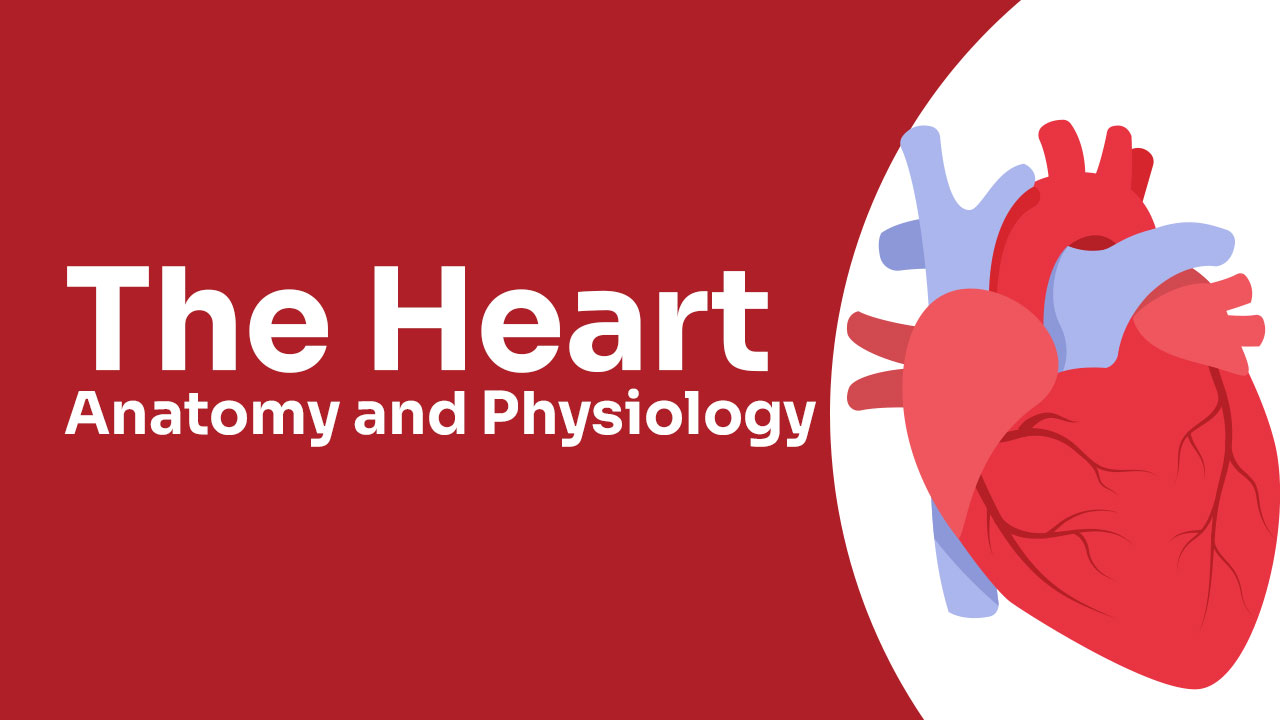 Cover image for: The Heart: Anatomy and Physiology